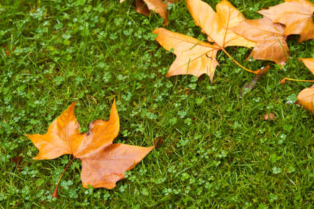 autumn leaves sceneの写真素材