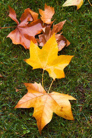 autumn leaves sceneの写真素材