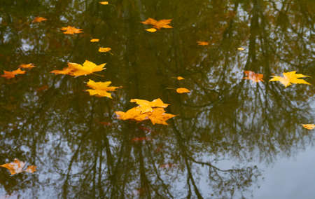 autumn leaves scene in lakeの写真素材