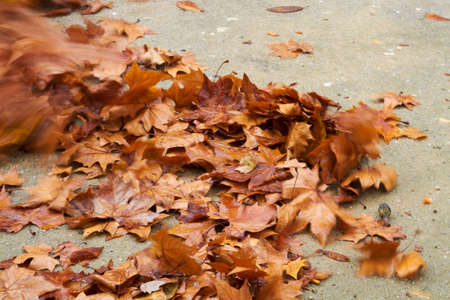 autumn leaves scene with windの写真素材