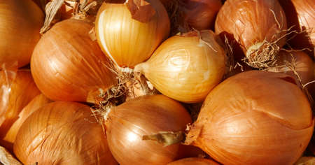 close up of onions on market standの写真素材
