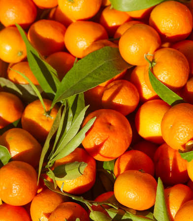 tangerines with leafs in market standの写真素材