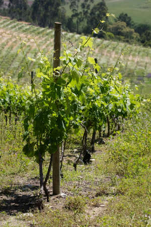view of new plants in vineyardの写真素材