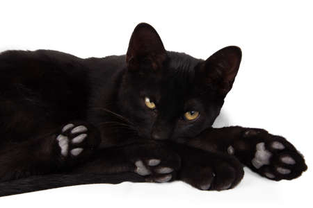 black cat isolated in whiteの写真素材