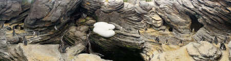 penguin resting in the stones