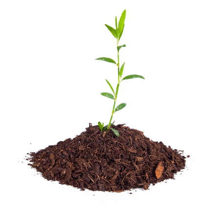 small plant in the studio conceptの写真素材