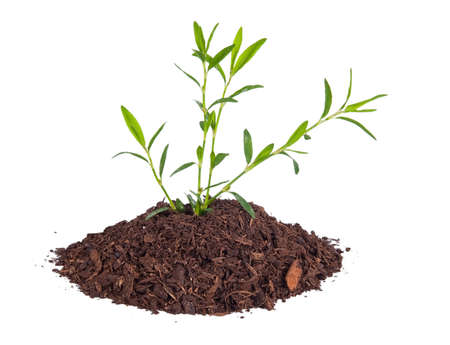 small plant in the studio conceptの写真素材