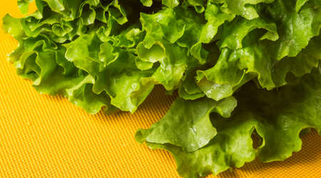 Fresh green lettuce の写真素材