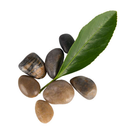 stone and plant conceptの写真素材