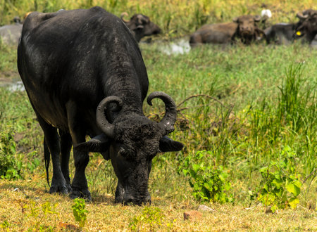 Grazing water buffalo