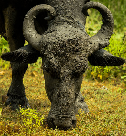 Grazing water buffalo