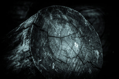 Grunge texture tree log