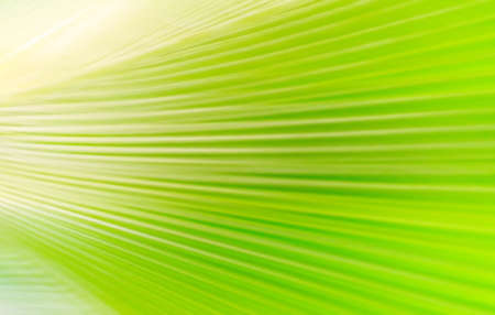 abstract green palm tree leaf blurred backgroundの写真素材