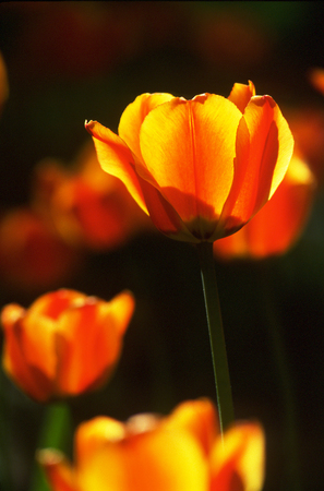 Tulips in full bloomの写真素材