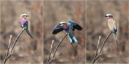 Lilac Breasted Roller Triple Viewの写真素材