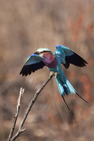 Lilac Breasted Rollerの写真素材