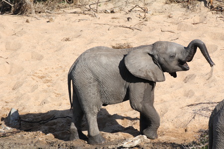 Baby Elephant Blowing Water From Proboscisの写真素材