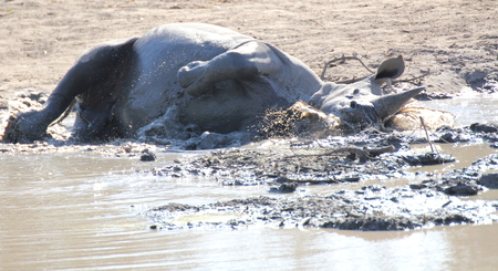 Rhino Playing In Waterの写真素材