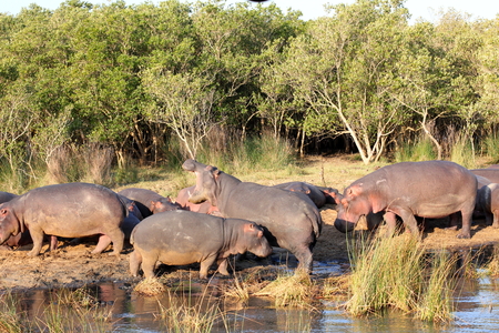 Hippos near waterの写真素材