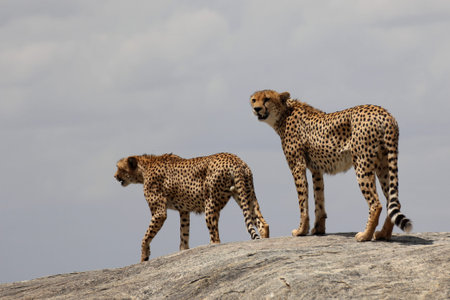 Two cheetahs on a rockの写真素材