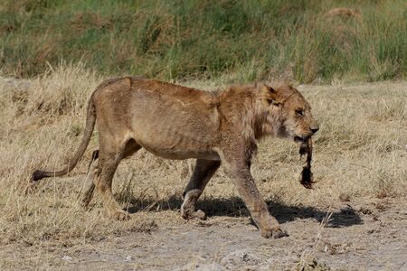 Young lion carrying a buffalo tailの写真素材