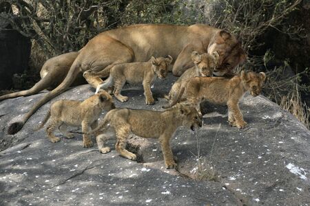 Five lion cubs with lionessの写真素材