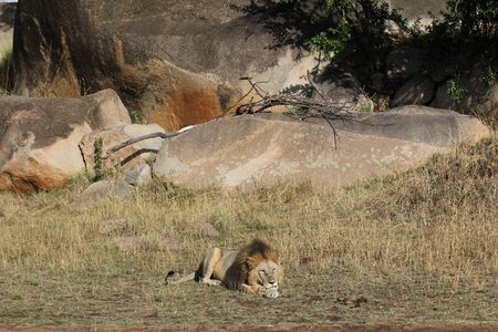 Lion restingの写真素材