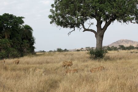 Group of lions walking in the savannah looking for a preyの写真素材
