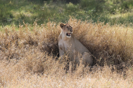Lioness looking for a prey in the savannahの写真素材