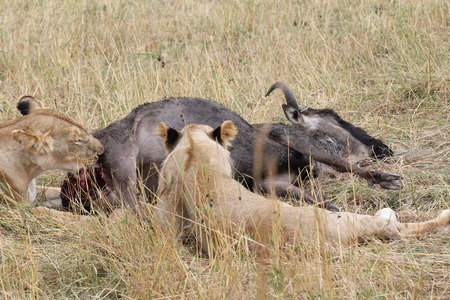 Lionesses eating a wildebeestの写真素材