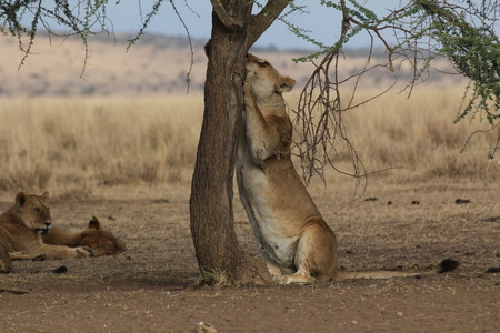 Lioness claw-sharpening on a treeの写真素材