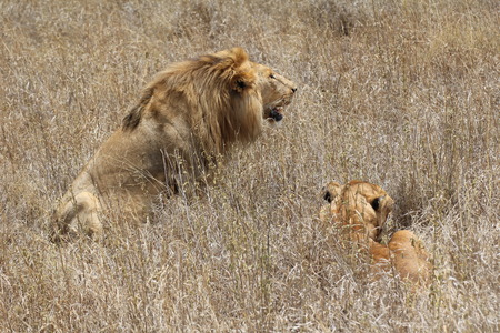 Lion with lioness in the savannahの写真素材