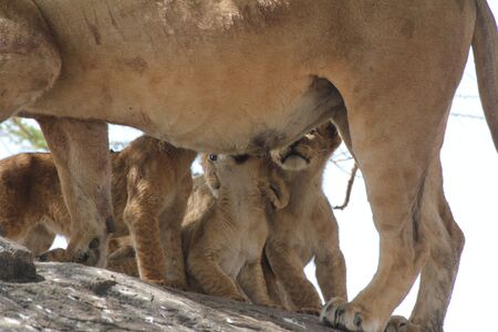 Lion cubs breastfeedingの写真素材