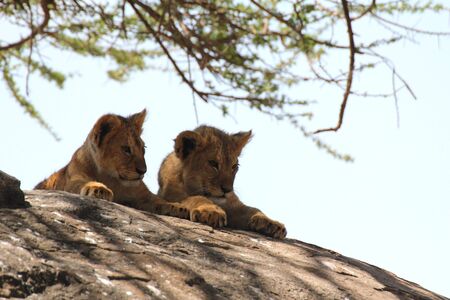 Two lion cubs on a rock in Serengetiの写真素材