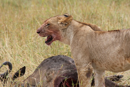 Lioness eating a wildebeestの写真素材