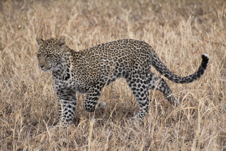 Leopard in the grasslandの写真素材