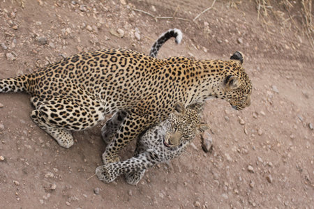 Cuddles between leopards - mother and daughterの写真素材