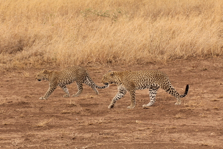 Two leopards walkingの写真素材