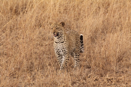 Young male leopard walking and hunting in the savannahの写真素材