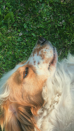 Photo of a dog in the Spanish countrysideの写真素材