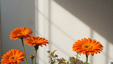 Orange gerbera flowers in the garden with white wall background.の素材