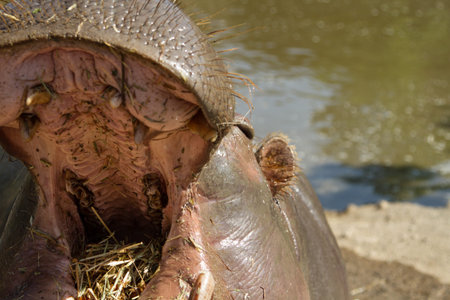 hippopotamus opened his mouth and chews strawの写真素材