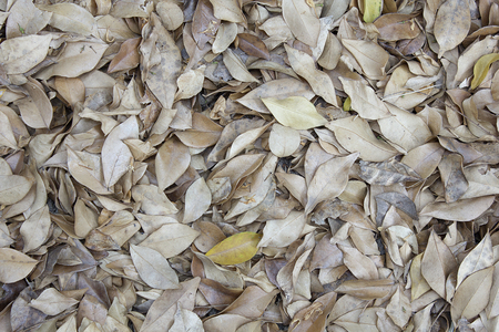 Tropical dry leaves backgrounds texturesの写真素材