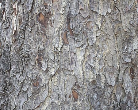 Texture bark of the treeの写真素材