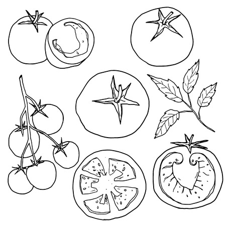 vector tomato set hand drawn line art illustrationのイラスト素材