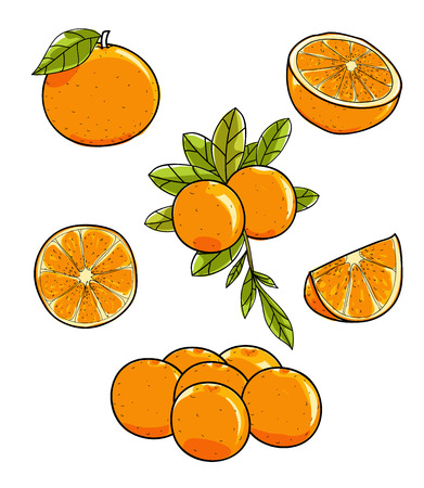 Orange fruit vector hand drawn on white background illustrationのイラスト素材