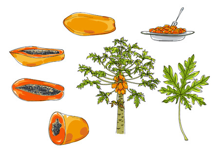 vector papaya set of hand drawn art cute illustrationのイラスト素材