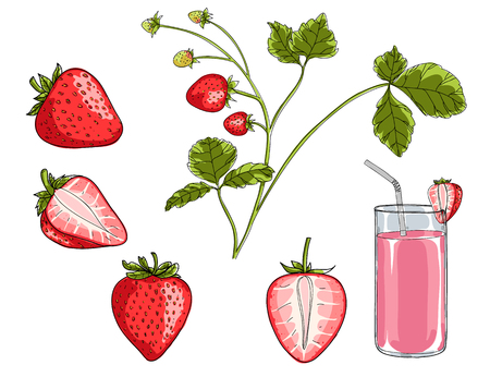 strawberry plant hand drawn set art illustrationのイラスト素材