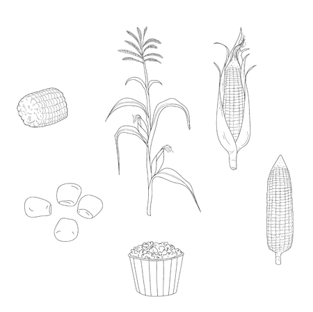 Corn hand drawn vector set line art illustrationのイラスト素材