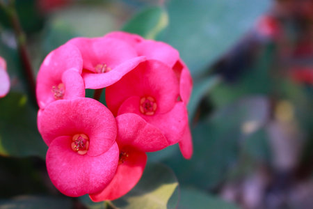 Crown of Thornsの写真素材